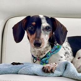 Dachshunds from Larsh L❤️VE Miniature Dachshunds