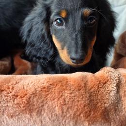 The Cheshire Cat- Alice in Wonderland Theme Litter. - Blue and tan female Dachshund puppy in Woodland, Washington from SJs Dachshunds