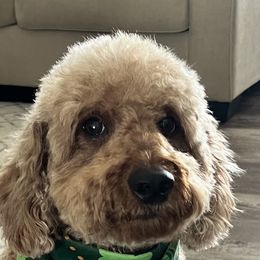 Roxy - Aussiedoodle