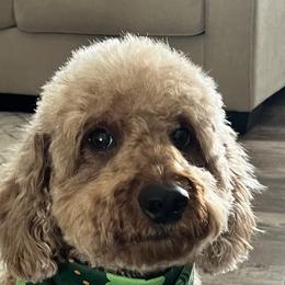 Roxy - Aussiedoodle
