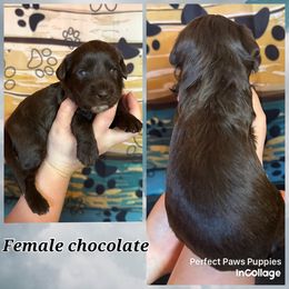 Girl 5 - Brown and white female Aussiedoodle puppy in Hillsboro, Illinois from Perfect Paws Puppies