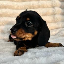 Olive - Black and tan female Dachshund puppy in Purdy, Missouri from Shotgun Pups