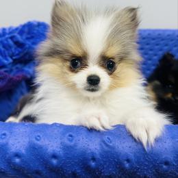 Milano - Blue merle female Pomeranian puppy in Buck Valley, Pennsylvania from Buck Valley Pomeranians
