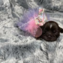 Shih Tzu Puppies from Shurbeez Shih Tzu