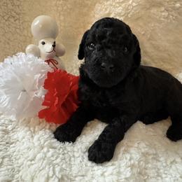 Valentino - Brown male Poodle puppy in Canfield, Ohio from Poo's Doo's & Inu's