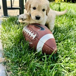 Golden Retriever Puppies from Paisley's Goldens