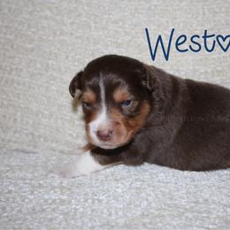 Weston - Red tri-color male Australian Shepherd puppy in Crockett, Texas from Southern Paws Mini Aussies