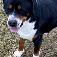Greater Swiss Mountain Dogs from Sharon Snoke