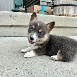 Spice - Gray and white American Corgi puppy in Oxford, Iowa from Kati Burns