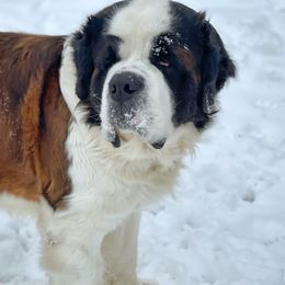 Riggs - Saint Bernard