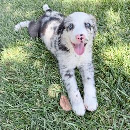 Cyrus - Blue merle male Miniature Australian Shepherd puppy in California from Eagle River Aussies