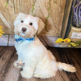 Kevin - Wheaten male Miniature Schnauzer puppy in Macks Creek, Missouri from Fluffy Buttz
