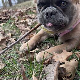 French Bulldog All Grown Up from Kip's Frenchies