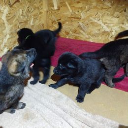 German Shepherd Puppies from Thornock Shepherds