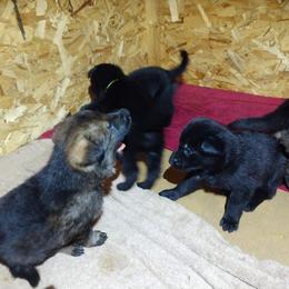German Shepherd Puppies from Thornock Shepherds