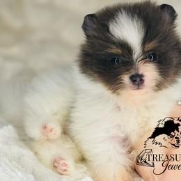 Pomeranian Puppies from Treasured Jewels Pomeranians