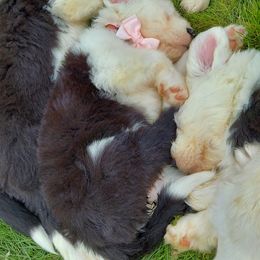 Old English Sheepdog Puppies from Sapphire Eyes Sheepdogs
