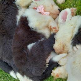 Old English Sheepdog Puppies from Sapphire Eyes Sheepdogs
