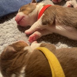 Australian Shepherd Puppies from Aussome Aussies