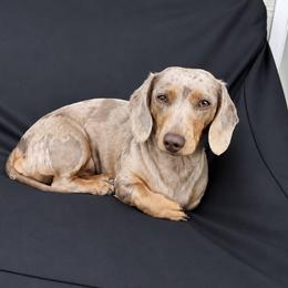 Dachshund Puppies from Whinebarkdachshunds LLC
