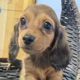 Dachshunds from Dawn's Dachshunds