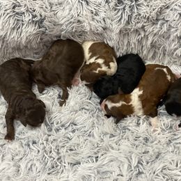 Kali - Black and white Aussiedoodle puppy in Albertville, Alabama from Home Sweet Home Doodles LLC