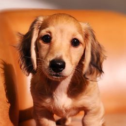 Dachshunds from Ramey Dachshunds