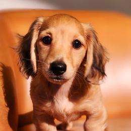 Dachshunds from Ramey Dachshunds