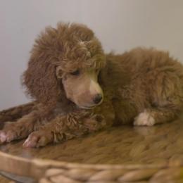 Winter - Cream female Poodle puppy in Grovetown, Georgia from PND Kennel
