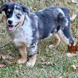 Rune - Blue merle male Miniature Australian Shepherd puppy in Patterson, North Carolina from DreamLine Aussies