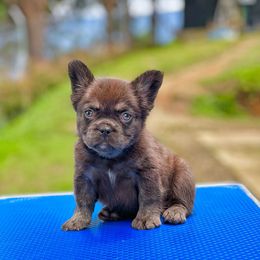 Bernedoodle, French Bulldog, Goldendoodle, and Poodle Puppies from Stardust Doodles