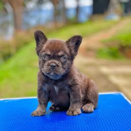 Bernedoodle, French Bulldog, Goldendoodle, and Poodle Puppies from Stardust Doodles