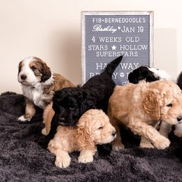 Bernedoodle Puppies from Sugarcreek Haven Bernedoodles