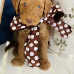 Goldendoodle Puppies from Thompson Creek Doodles