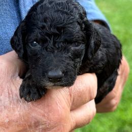 Hersey - Black female Poodle puppy in St. Johnsbury, Vermont from Poodles of the Northern Woods