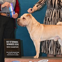 Butters - Chinese Shar-Pei