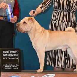 Butters - Chinese Shar-Pei
