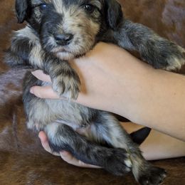 Aussiedoodle, Goldendoodle, and Labradoodle Puppies from Cedar Creek Ranch