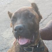 Perro de Presa Canarios from Buffalo Presa Team