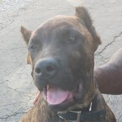 Perro de Presa Canarios from Buffalo Presa Team