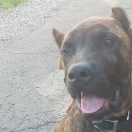Perro de Presa Canarios from Buffalo Presa Team