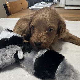 Dean - Red male Cockapoo puppy in Sheridan, Missouri from Shepherdsfold’s Cockapoos