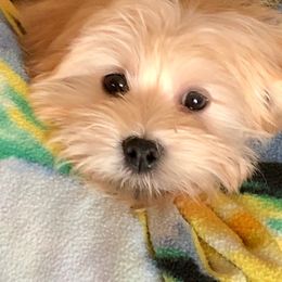 Havanese Puppies from EClair's Havanese and Westies