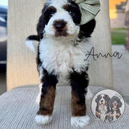 Anna - Brown and white female Bernedoodle puppy in Owasso, Oklahoma from Kallams Bernedoodles & Bernese Mountain Dogs