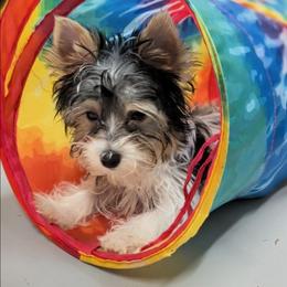 Dalton (Tri-colored parti boy) - Parti male Yorkshire Terrier puppy in Gatesville, Texas from KontryKritterz Yorkies