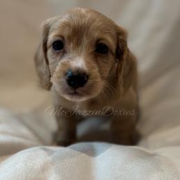 Boy 3 - Cream male Dachshund puppy in Chehalis, Washington from McJazzin Doxies