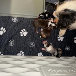 Boy 2 - Blue merle male Toy Australian Shepherd puppy in Bogata, Texas from Maple Creek Run