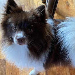 Pomskies from Coleys Canines