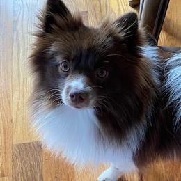 Pomskies from Coleys Canines