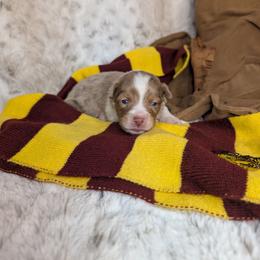 Hermoine - Red merle female Miniature Australian Shepherd puppy in Bend, Oregon from Wonderland Aussies